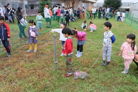 ウサギさんとお散歩