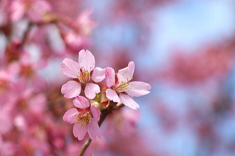 桜は色が濃いほうが綺麗ですね。