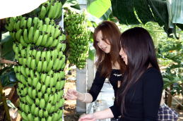 �ό��_���̃o�i�i