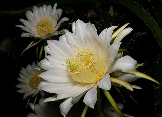 ドラゴンフルーツの花、花、花