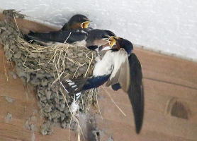 餌をせがむツバメ