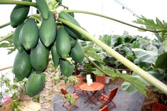 �o�i�i�A�p�p�C�����B�}���S�[�W���[�X�����߂܂�