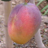 �A�O���̗������点�Y�@�A�b�v���}���S�[