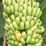 �A�O���̗������点�Y�@�o�i�i