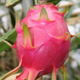 �A�O���̗������点�Y�@�h���S���t���[�c