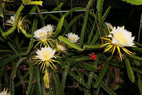 龍果実花