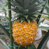 �A�O���̗������点�Y�@�p�C�i�b�v��