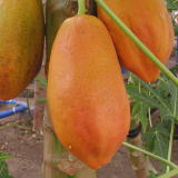 �A�O���̗������点�Y�@�p�p�C��