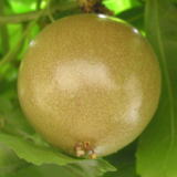 �A�O���̗������点�Y�@�p�b�V�����t���[�c