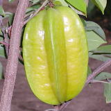 �A�O���̗������点�Y�@�X�^�[�t���[�c